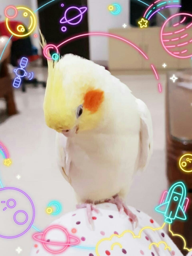 オカメインコ 壁紙 Hd壁紙ギャラリー