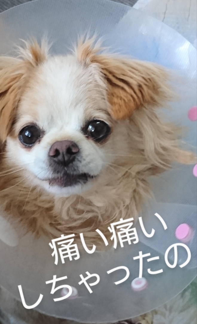 我が家のアイドル/犬肛門腺しぼり/我が家のペット/フォロー大歓迎 少しだけ前ですが 肛門腺しぼりが 上手く…