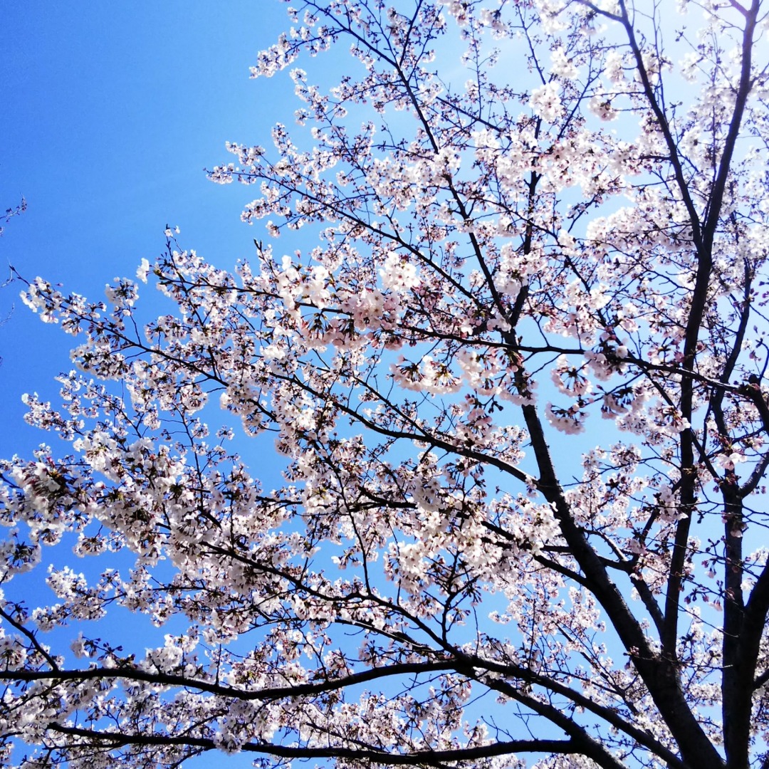 Anが投稿したフォト 大きな桜の木を下から見上げて一枚 近年 なかなかゆっくり桜 19 04 03 21 51 30 Limia リミア