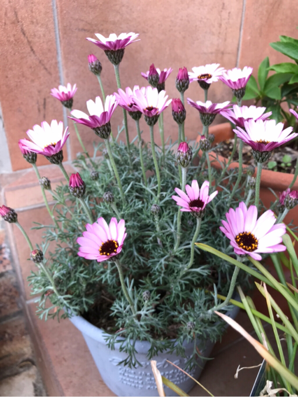 こはるが投稿したフォト「玄関先の春の花 冬越ししたお花や植えっぱなしの球根が芽吹き咲…」 20190331 103607