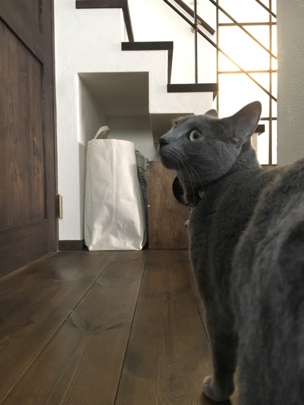 capelが投稿したフォト「階段下の猫トイレ収納の写真を撮りたいのに、邪魔してくるアーク…」 201904