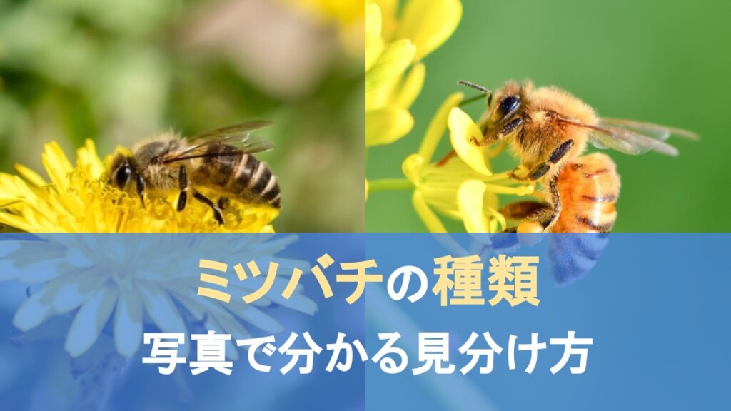 日本にいるミツバチは2種類！写真でわかる見分け方や駆除方法｜LIMIA