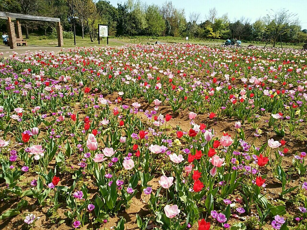 フクが投稿したフォト 神奈川県平塚市にある 植物園 花菜ガーデン に 行ってきまし 18 04 11 12 34 59 Limia リミア