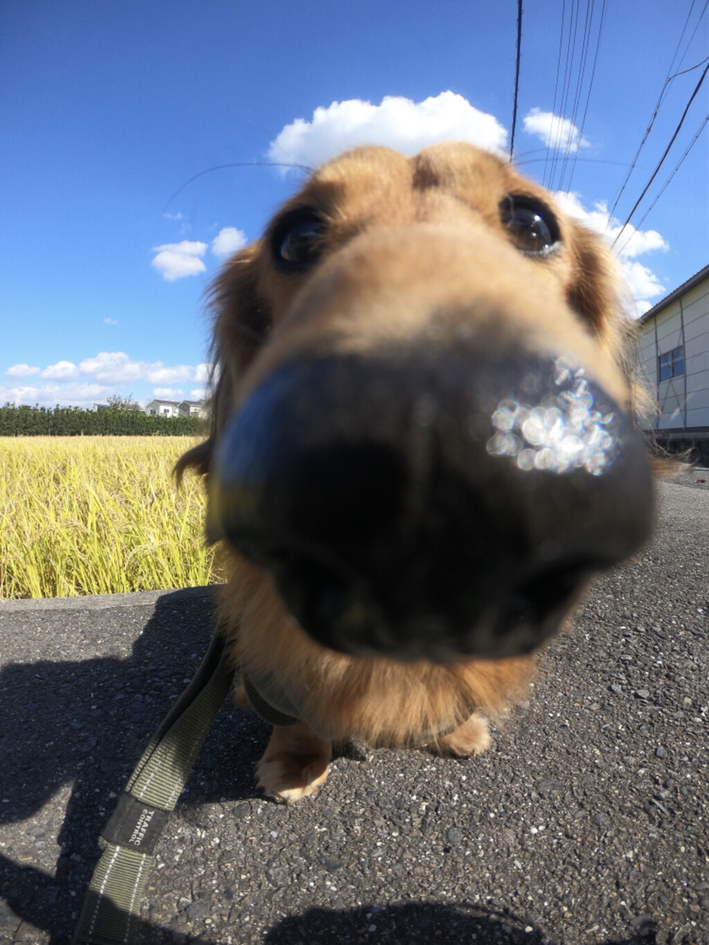 雷神が投稿したフォト 鼻でか雷です 鼻でか犬のベストショット 青い空 白 19 03 06 07 37 06 Limia リミア