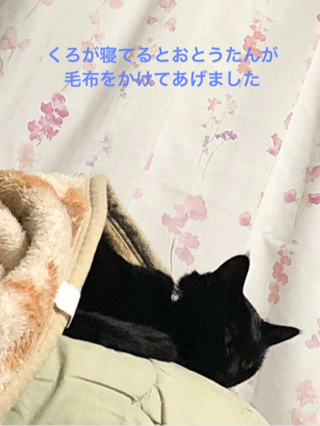 Fi0s6f7まぁ が投稿したフォト 猫様劇場 はじまりはじまり くろに毛布かけたのになぜかいつ 19 10 15 07 04 Limia リミア