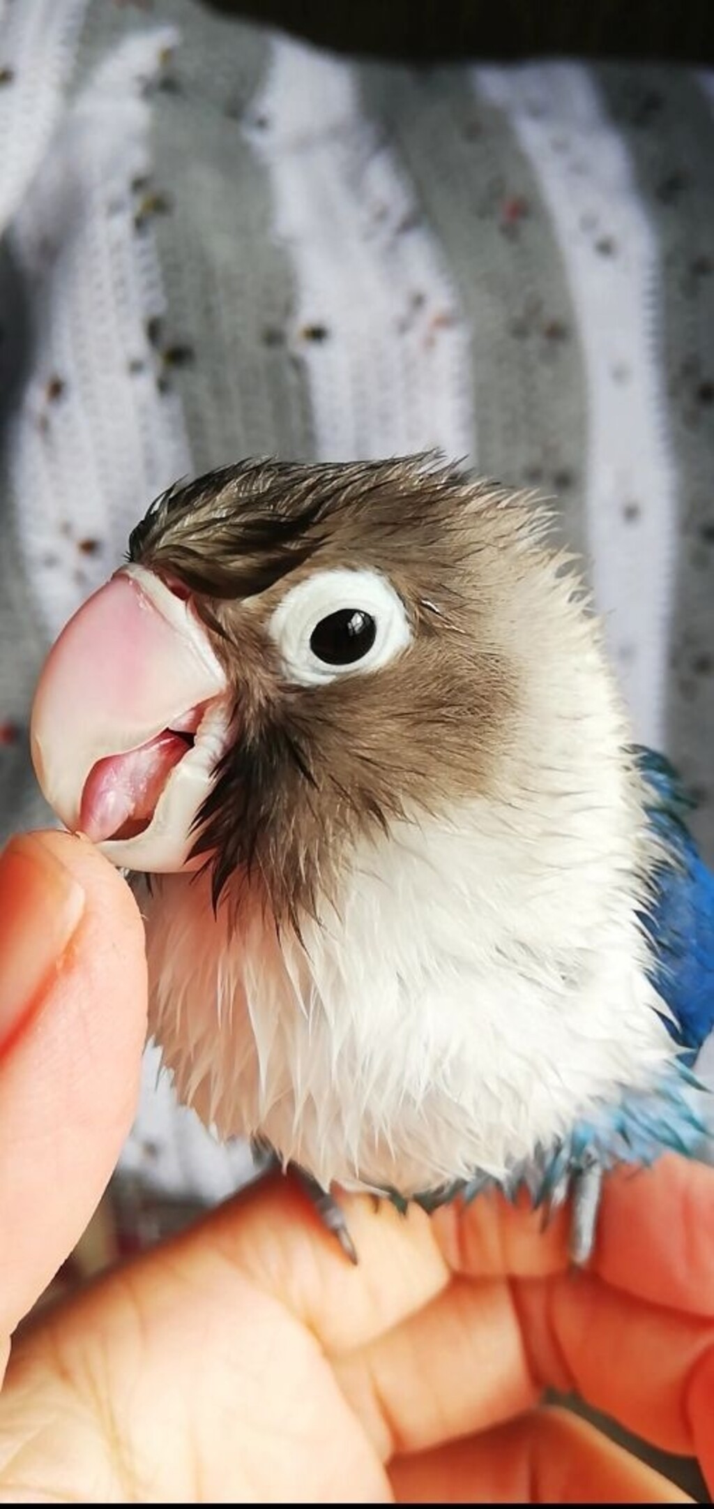 青ちゃんが投稿したフォト 鳥は綺麗な羽を維持するため頻繁に羽繕いをします ペアで羽繕い 18 12 15 08 09 50 Limia リミア