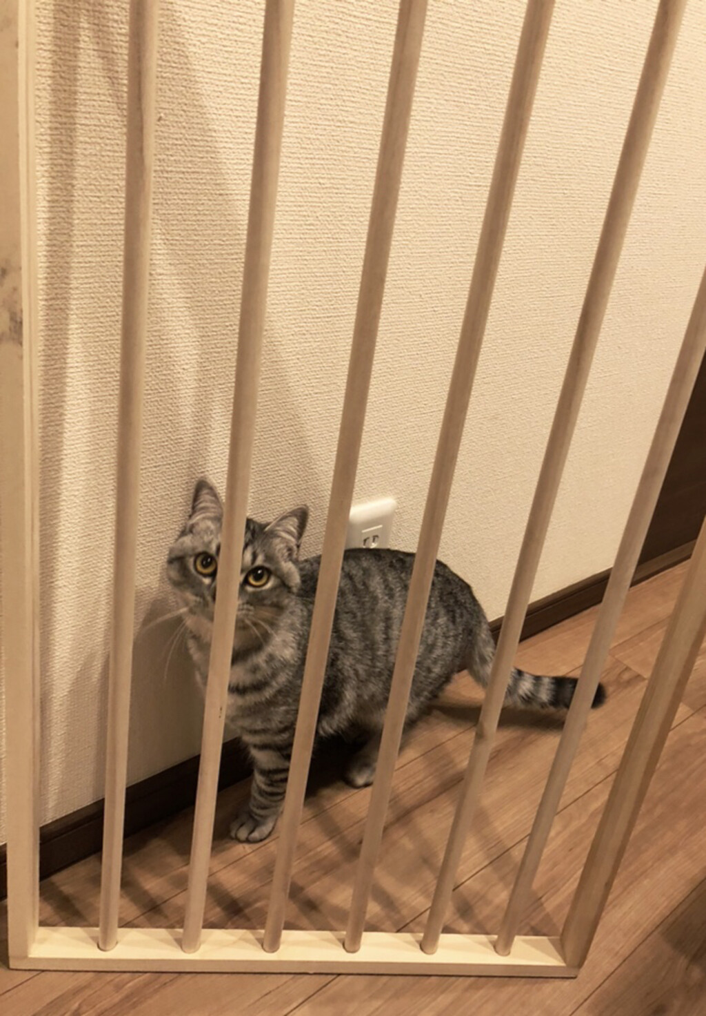 38 が投稿したフォト 猫のキッチンへの侵入防止柵を作成途中 19 04 00 04 53 Limia リミア