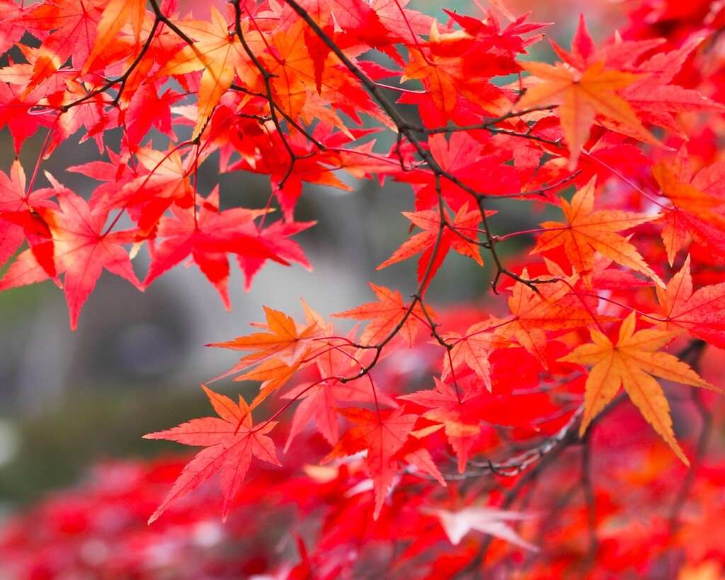 秋を彩る紅葉で和の心を堪能！もみじの育て方｜LIMIA (リミア)