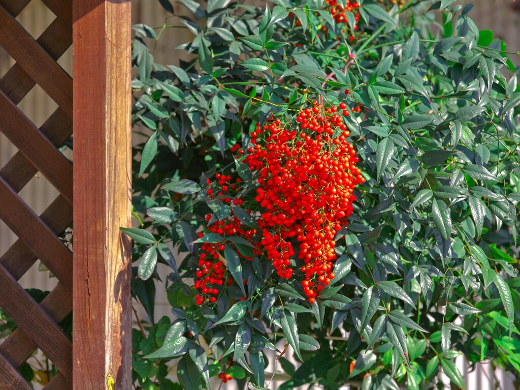 紅の実が印象的 南天の育て方を解説 種類や実つきをよくする方法 Limia リミア