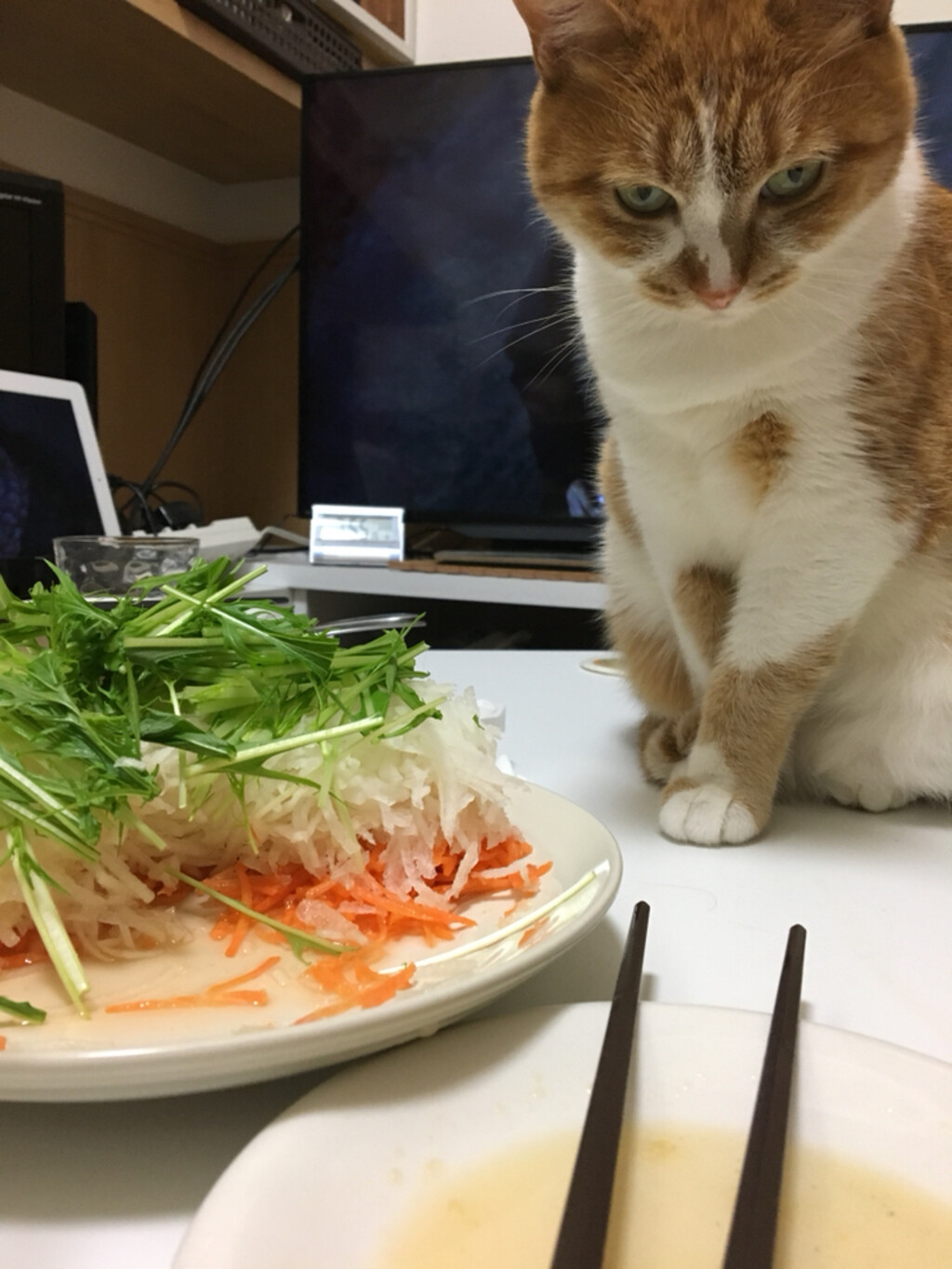 なかがわが投稿したフォト「水菜が食べたくて凶悪な顔になる猫