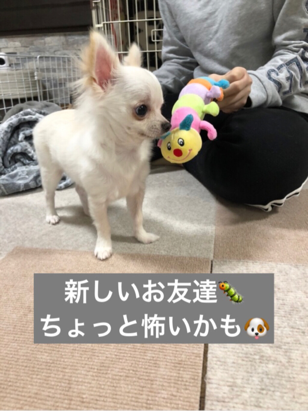 おちょこまるが投稿したフォト 新しいお友達あおむしくん ビビリすぎて 大興奮 涙いっ 19 12 17 50 56 Limia リミア