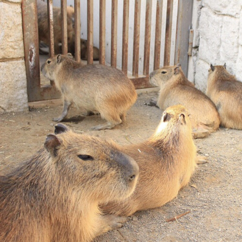 ヒデが投稿したフォト カピバラの列 19 05 23 21 07 57 Limia リミア