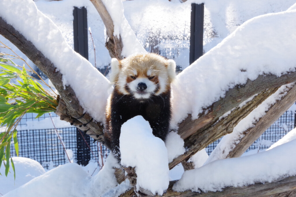 ふうねむが投稿したフォト 札幌 円山動物園のレッサーパンダ 雪の中にりんご を発見して 19 05 27 22 11 11 Limia リミア