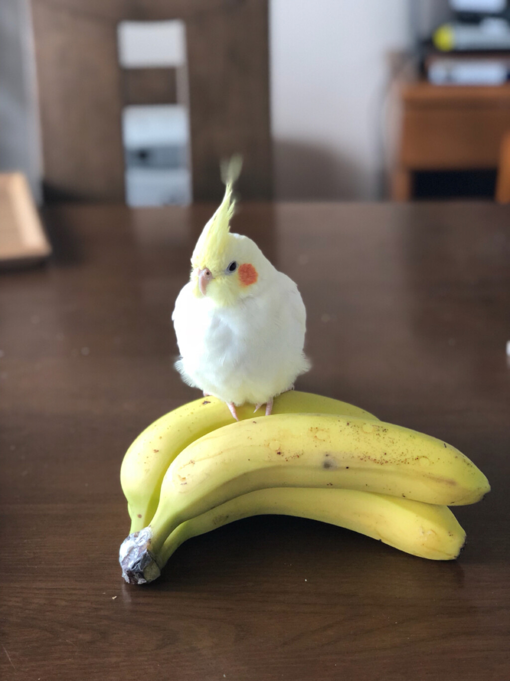 Puriが投稿したフォト モフモフのオカメインコのポポです 今日はバナナの上でのんび 18 09 22 17 12 Limia リミア