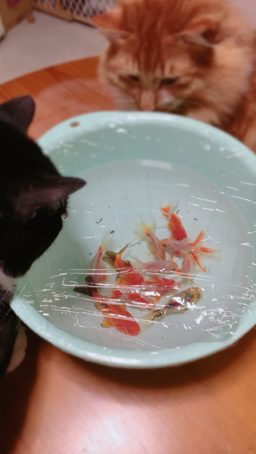 ねこぴが投稿したフォト 金魚釣りに行ってきました 興味津々のニャンコ達です 19 02 25 00 16 53 Limia リミア