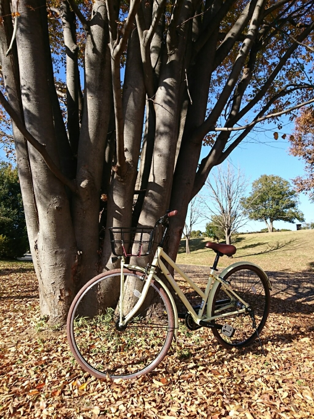 自転車 シリコン フリー パワー