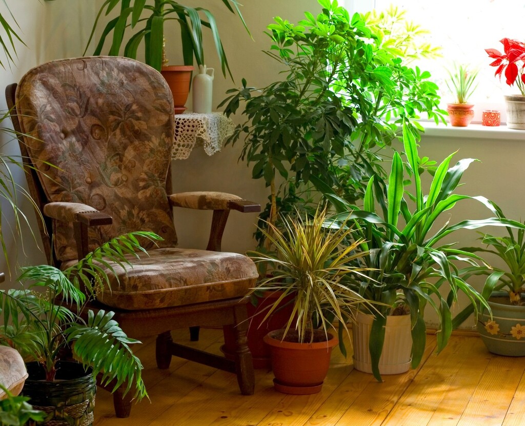 plants living room popsugar