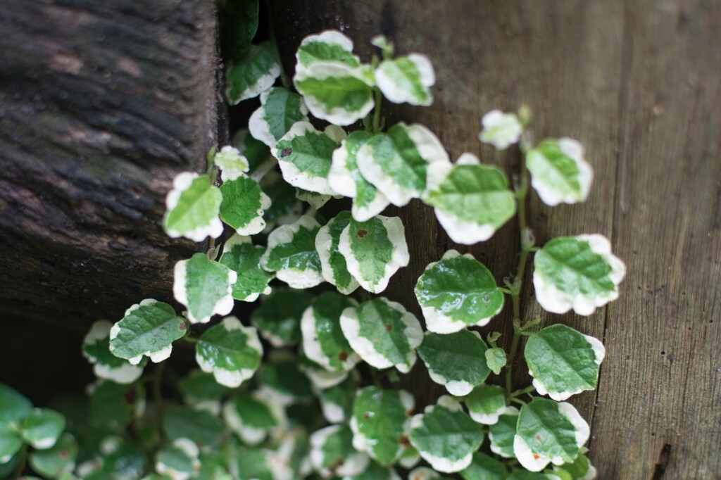 見た目もキュートな観葉植物 プミラ 人気の種類から育て方のコツまで Limia リミア