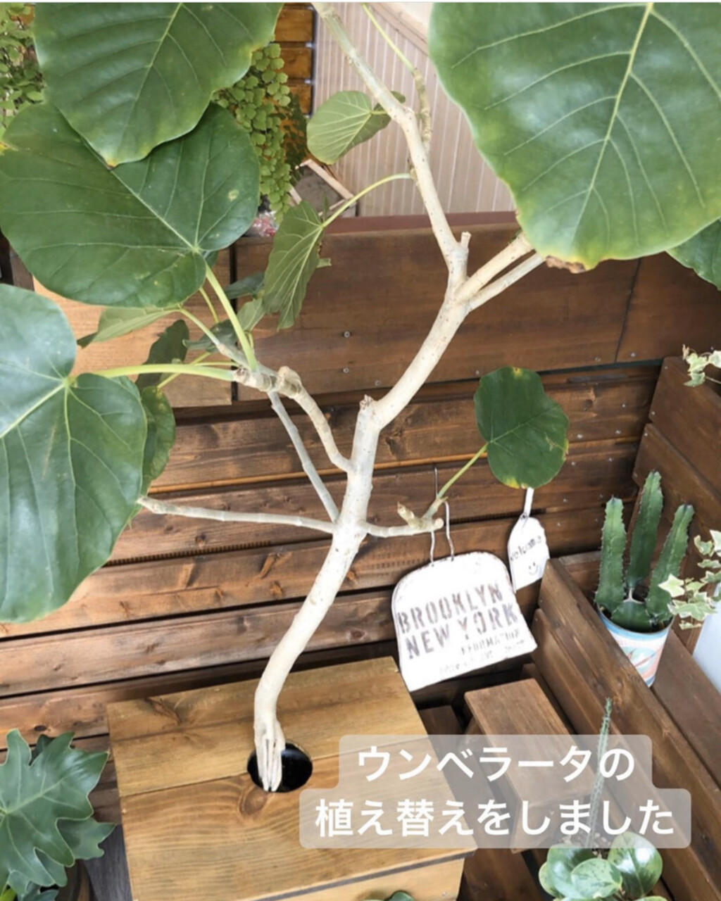 Sanaeが投稿したフォト ウンベラータの植え替えをしてみました 昨年購入したものです 05 14 22 55 32 Limia リミア