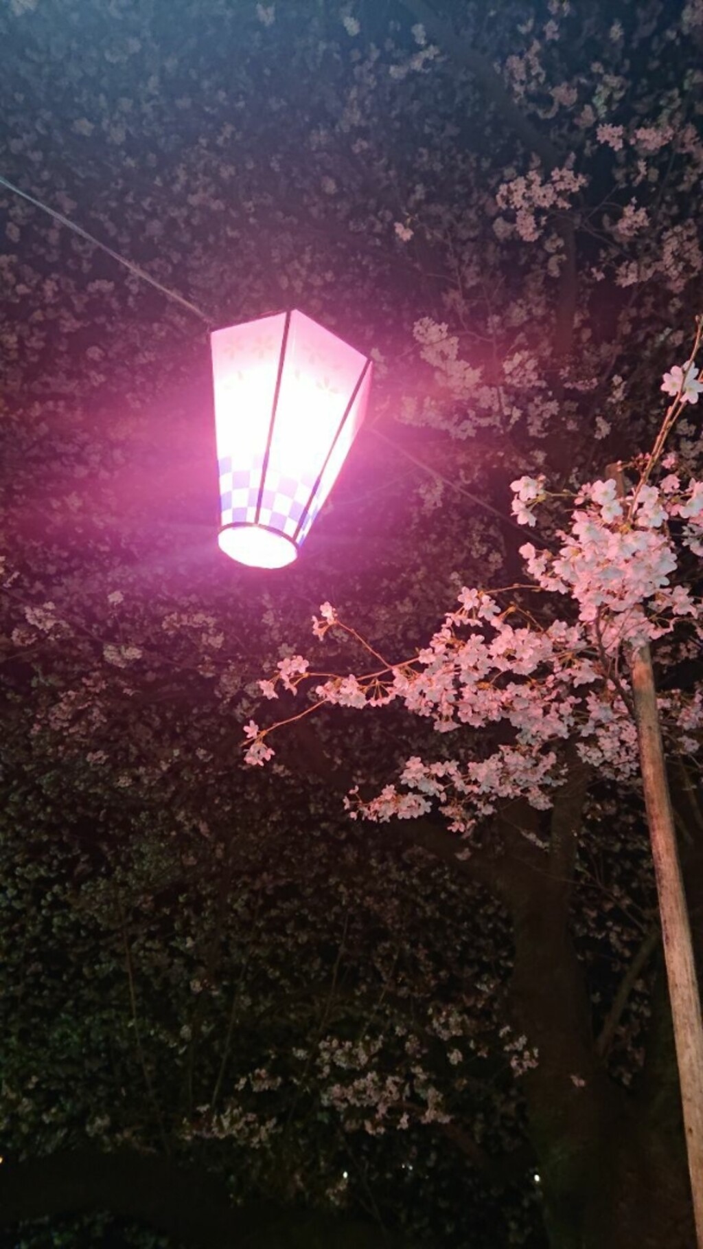 Rika Snyが投稿したフォト 桜の名所 夜桜 19 04 05 21 42 55 Limia リミア