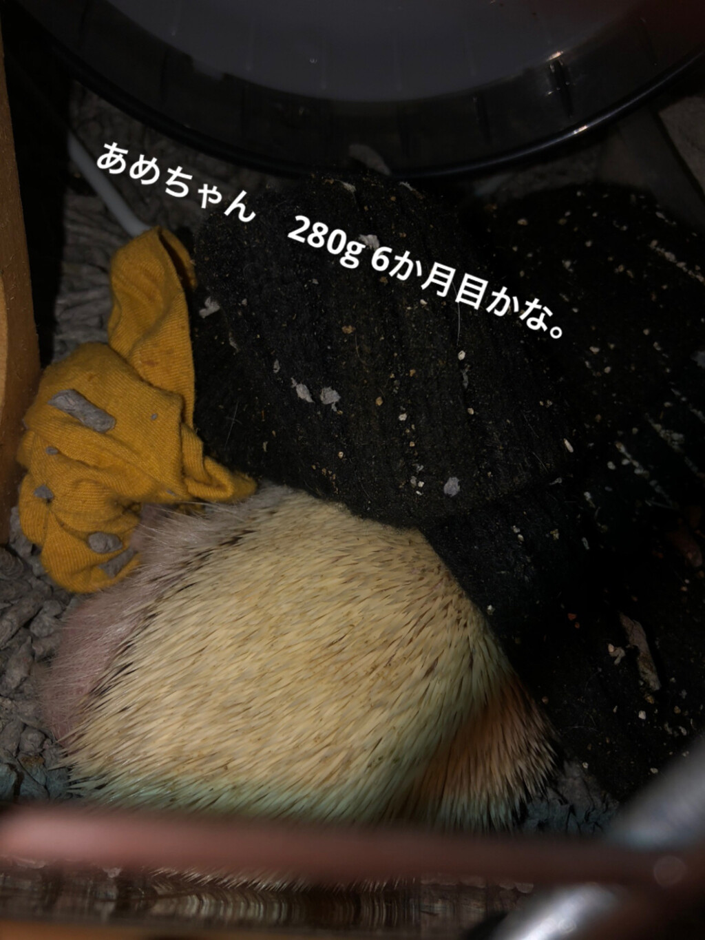 ワサビ2525が投稿したフォト えびちゃん あめちゃん 体重も良い感じ と勝手に思ってる 07 17 04 16 Limia リミア