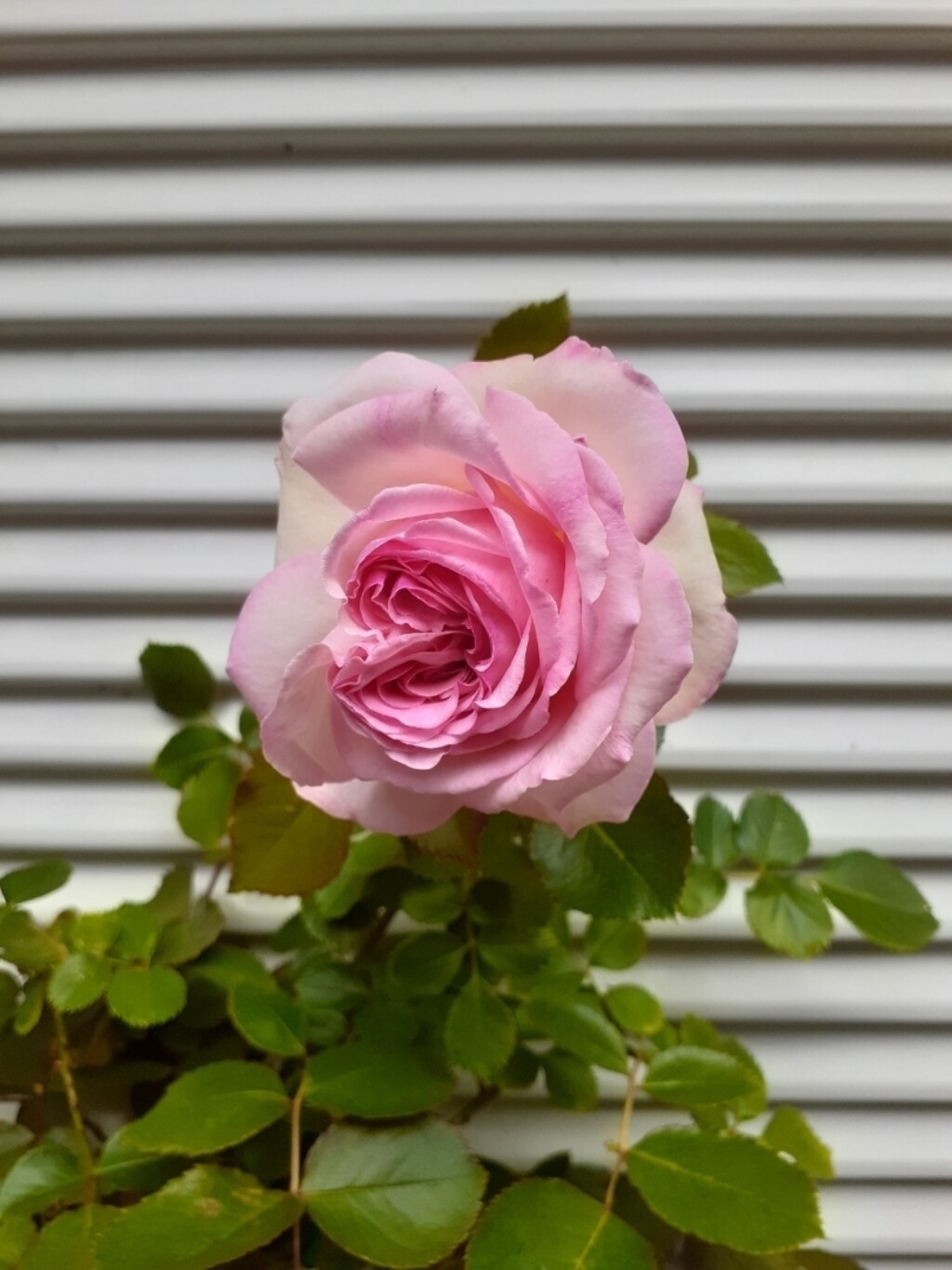 1009renrenが投稿したフォト「薔薇開花???? 雨上がりに美しく咲いてます ①ピエール ドゥ ロ…」 - 2020-05-04 12:57:57  | LIMIA (リミア)