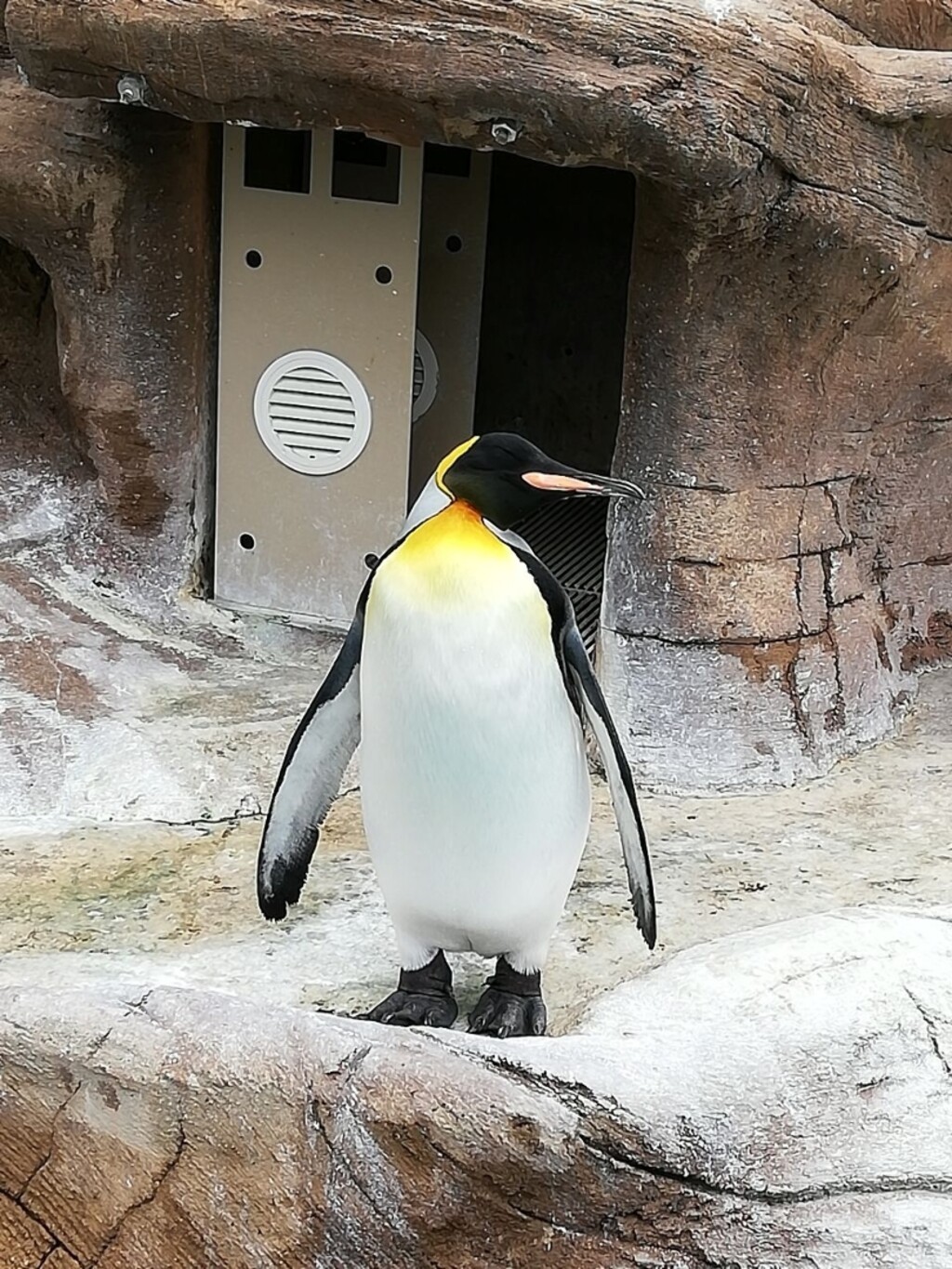パキラちゃんが投稿したフォト 東山動物園で見たペンギン 長い時間ずっとこのままでした 19 07 21 22 00 47 Limia リミア