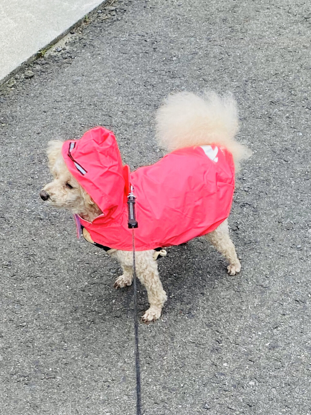 小向真由美が投稿したフォト こんにちは 朝方雨がパラパラ お散歩決行 あち 06 13 21 58 Limia リミア