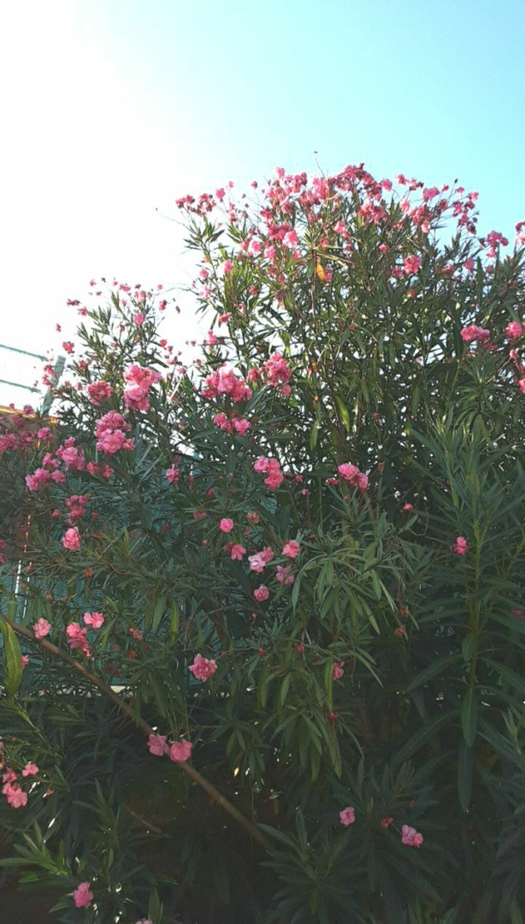 まきこが投稿したフォト 広島県の木と花は紅葉ですが 広島市の花はキョウチクトウで 08 30 10 32 32 Limia リミア