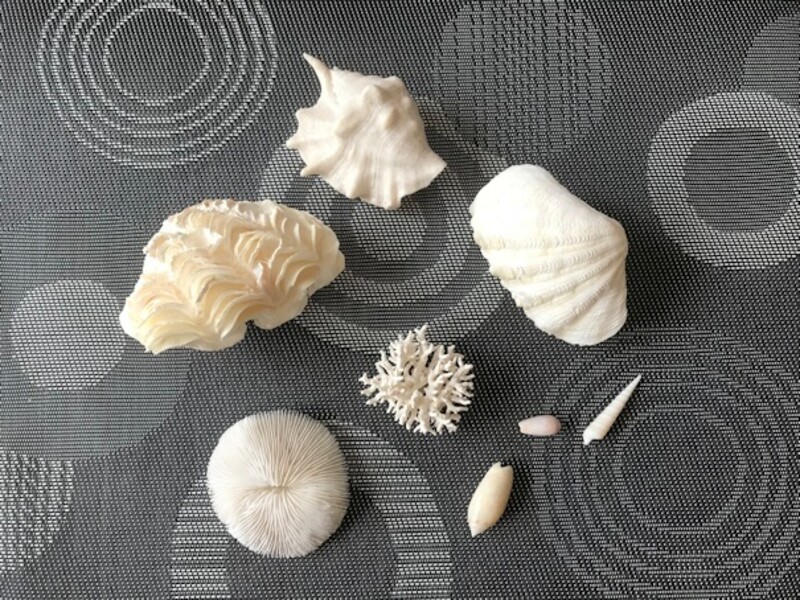 海で拾った貝殻を夏のインテリアに Limia リミア