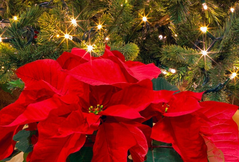 クリスマスにおすすめの植物10選 あの赤い実の植物やポインセチアなど Limia リミア