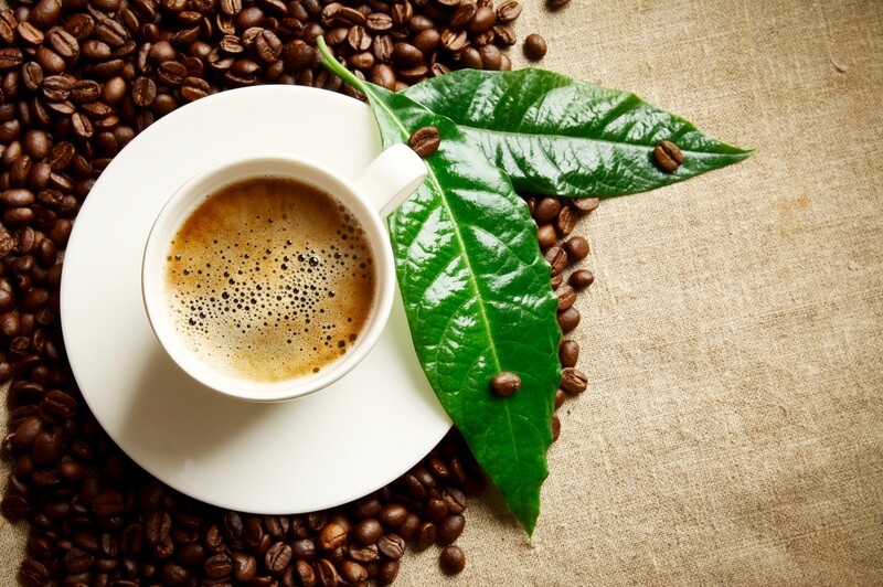 上手に育てたら豆もとれる 葉っぱがかわいいコーヒーの木の育て方 Limia リミア