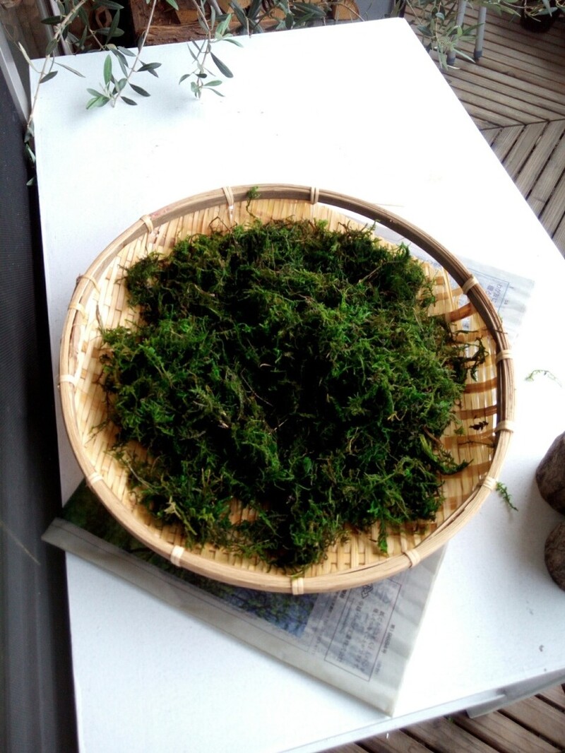 苔アート テラリウムや苔庭にぴったりの苔の種類や作り方を紹介 Limia リミア