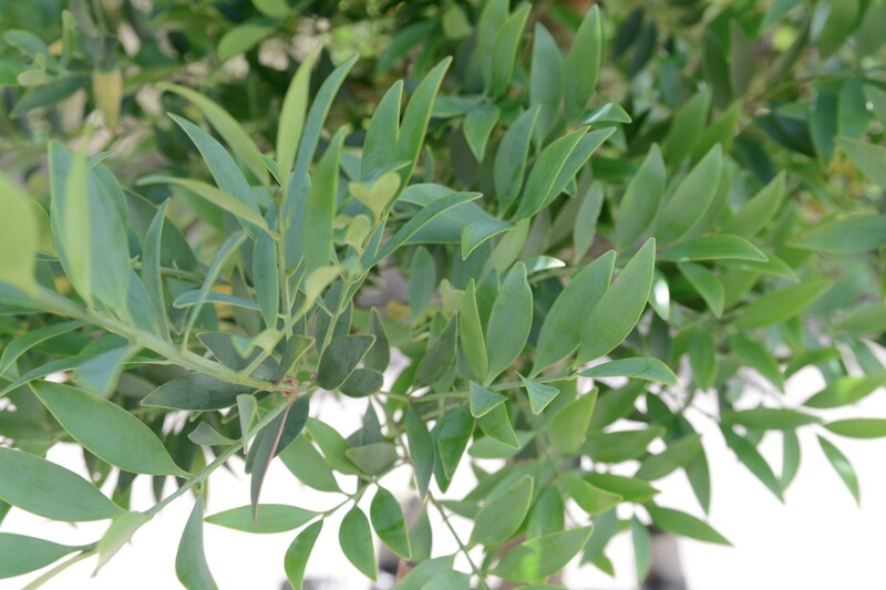幸せを呼ぶ観葉植物 ナギ とは 意外に簡単な育て方 枯らさない方法を解説 Limia リミア