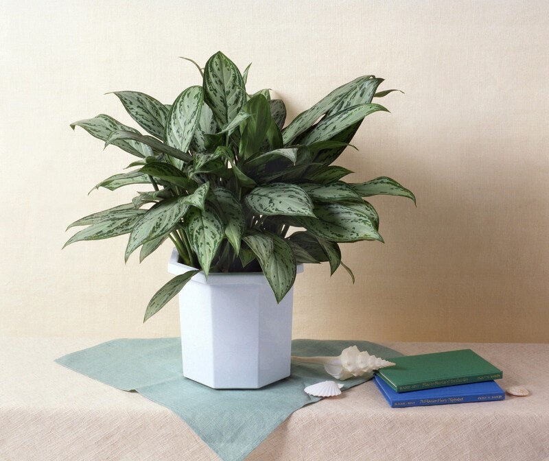 玄関に置きたい観葉植物10選 おすすめのレイアウトもあわせて紹介 Limia リミア