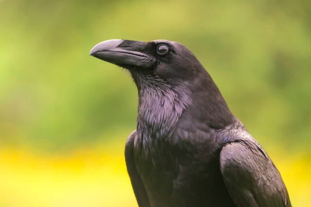 ハトやカラスに大迷惑 鳥害の実態から具体的な対策 効果まで 鳥対策 前編 Limia リミア