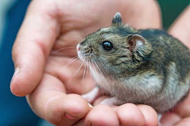 一人暮らしにおすすめのペットを紹介 飼う前の確認事項もまとめ Limia リミア