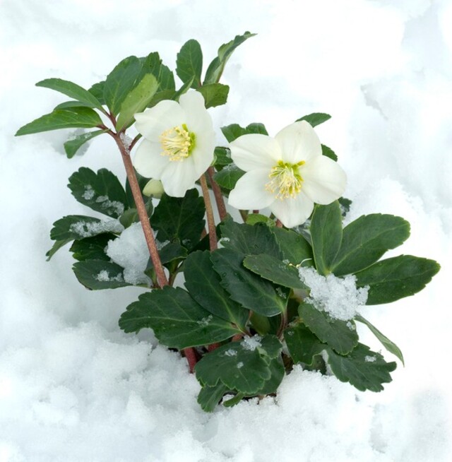 クリスマスローズの育て方解説 寒いクリスマスもお花で華やかに Limia リミア