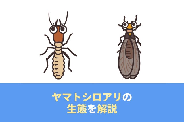 【画像】ヤマトシロアリの見た目の特徴とは？巣・生態・駆除方法を解説｜LIMIA (リミア)