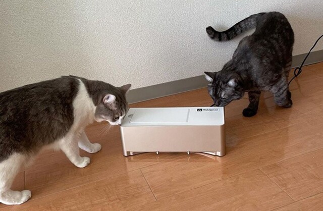 猫飼いさん絶賛 抜け毛のお掃除に ありそうでなかった 新感覚お掃除家電が話題 Limia リミア