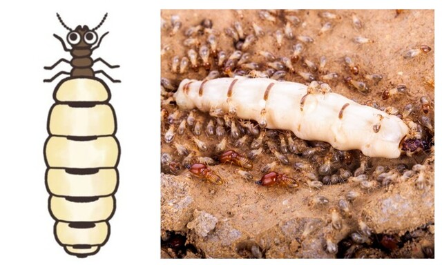 画像】ヤマトシロアリの見た目の特徴とは？巣・生態・駆除方法を解説｜LIMIA (リミア)