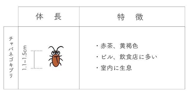 チャバネゴキブリの駆除方法 効果的な対策とは Limia リミア