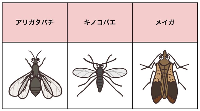 茶色い羽アリを発見！種類の見分け方や対処方法を解説｜LIMIA (リミア)