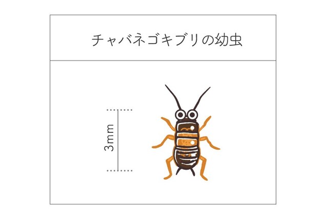 小さいゴキブリみたいな虫の正体とは 駆除方法も解説 イラストのみ Limia リミア