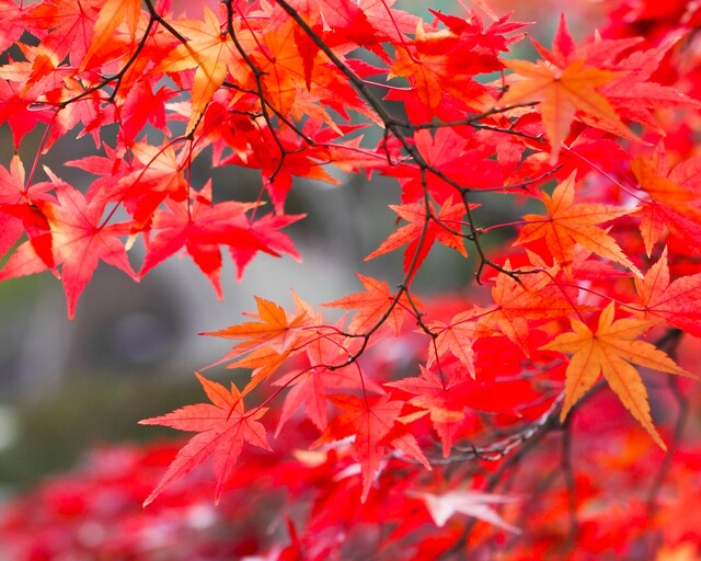 秋を彩る紅葉で和の心を堪能 もみじの育て方 Limia リミア