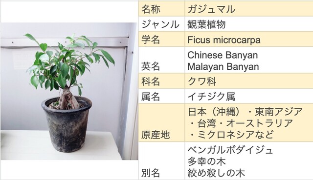 ガジュマルの育て方まとめ 暫定や植え替え 挿し木 花言葉など Limia リミア