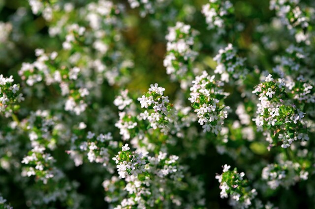 かわいい花が咲く 料理にも使える 丈夫なハーブ タイム の育て方 Limia リミア