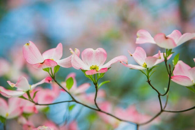 庭木として楽しむハナミズキ きれいな花を咲かせるための育て方 Limia リミア