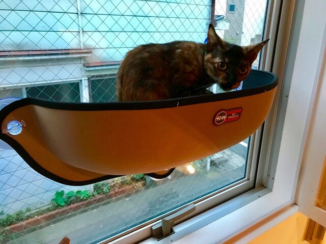 宙に浮く猫 窓に張りけるだけでくつろぎスポットになる ウィンドウベッド Limia リミア