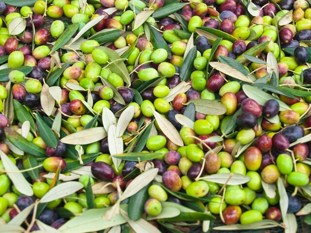 庭木にもおすすめ オリーブの木の育て方と実を使ったレシピ Limia リミア